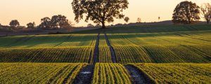 Die Perspektiven der Landwirtschaft