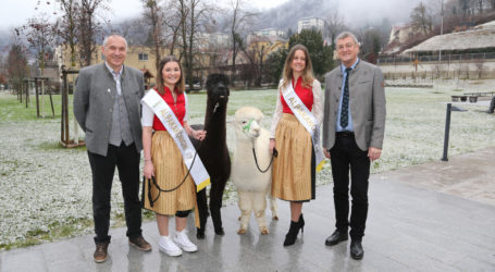 Alpaca Expo auf Grazer Messegelände