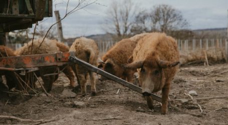 Echte Wiener Schweine sind rar