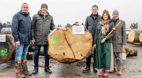 Laubholzsubmission mit Trend zu Eiche