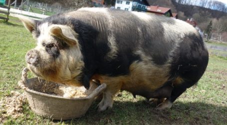 Minischweine als Companion Animals