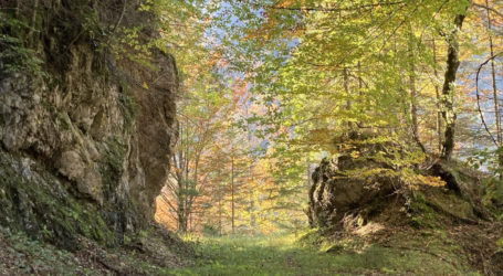 Waldforschung sucht Waldflächen