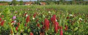 Öffentliche Anhörung zu „Bienen und Bauern retten“