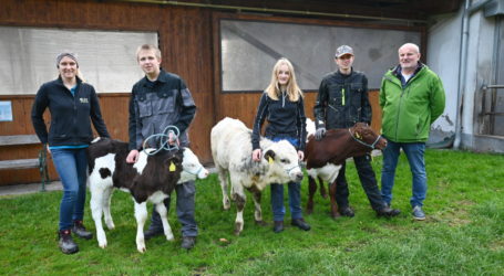 Rassenvielfalt in Warther Rinderbestand