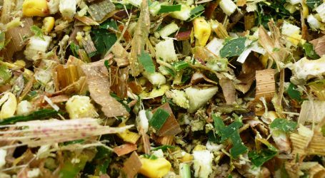 Maisabreife digital monitoren