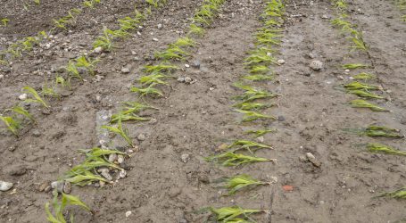 Extremes Jahr für Hagelversicherung