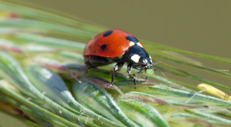 Insektenstudie mit unerwarteten Ergebnissen