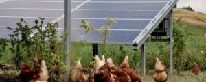 Steirische Jungbauern opponieren gegen PV-Programm