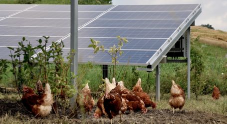 Steirische Jungbauern opponieren gegen PV-Programm
