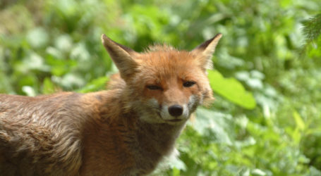 Goldschakal in Wien nachgewiesen