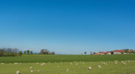 Seminare für Schaf- und Ziegenbetriebe teils online