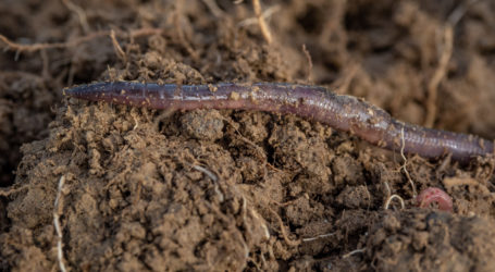 Mehr als genug Nahrungsmittel vorhanden