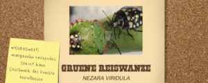 Grüne Reiswanze unter Beobachtung