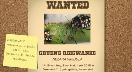 Grüne Reiswanze unter Beobachtung