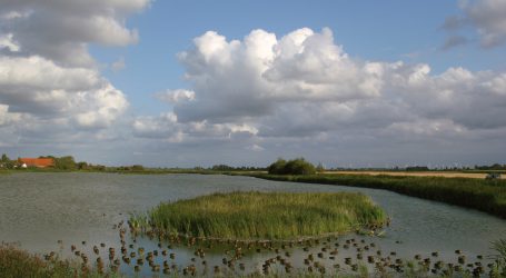 Geflügelpest Todesursache mehrerer Wildvögel