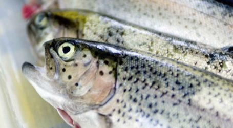 Steirische Teichwirte zwischen Sorgen und Freude