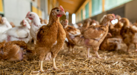 Titschenbacher entgegnet Offenem Brief