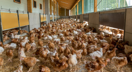 Offener Brief der Grünen Bauern an LK-Präsidenten