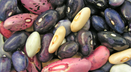 Alte Bohnensorten suchen Platz bei dir