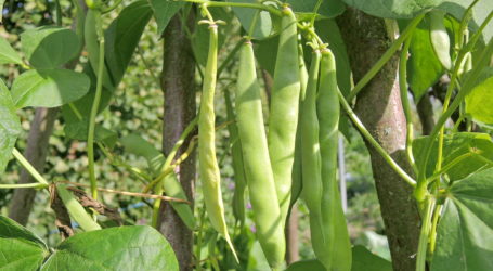 Global-2000-Studie offenbart Merkwürdiges