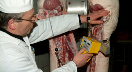 Höhenflug für Schweinepreis