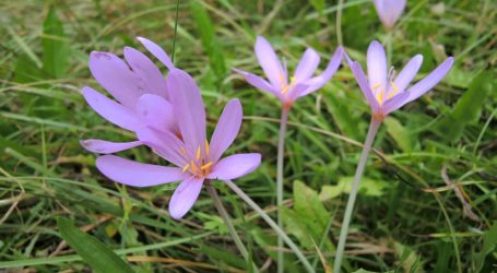Frühe Mahd schwächt Herbstzeitlose