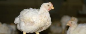EFSA-Geflügelgutachten unter Kritik