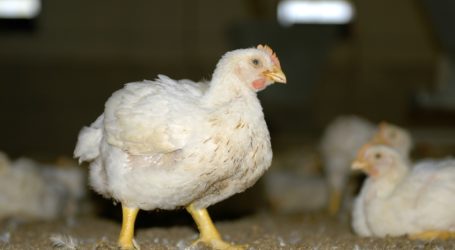 EFSA-Geflügelgutachten unter Kritik