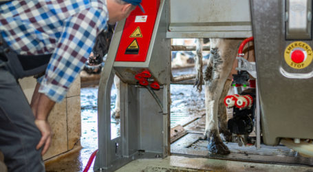 Im Innern des Kuhstalls verändert sich einiges