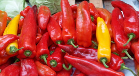 Patententscheidung erntet Proteststurm