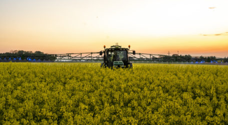 Neue GV-Rapssorte mit EU-Anbauverbot