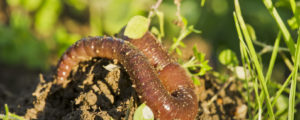 Rolle des Regenwurms im Wald