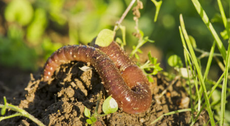 Rolle des Regenwurms im Wald