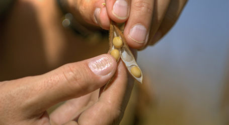 Burgenland bei Bio-Sojaanbau beeindruckend