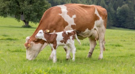 Bio-Talk im Laßnitzhaus