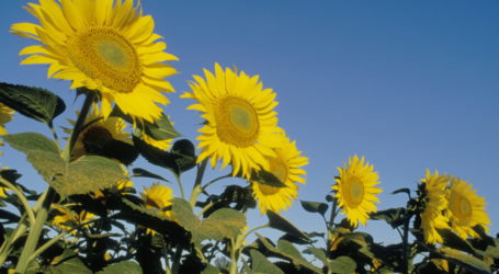 Corteva erweitert Angebot von Beizen