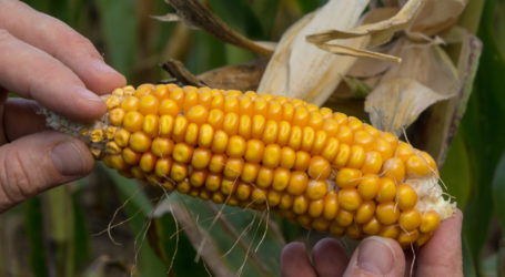 Saatgutreform soll Klimakrise ernstnehmen