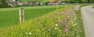 ÖKL-Kurse zu Blühstreifen