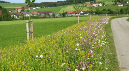 ÖKL-Kurse zu Blühstreifen