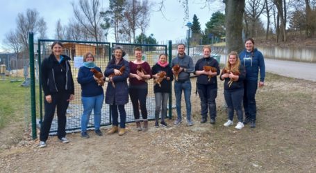 Clickertraining mit Hühnern