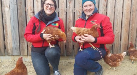 LFS-Hühner als Filmstars