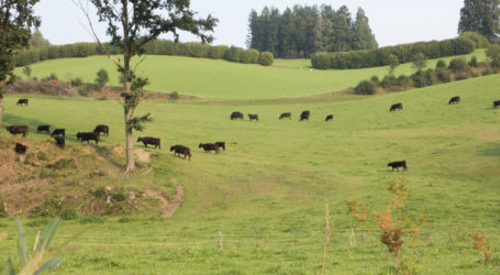 Oberösterreich knöpft sich Wolf vor