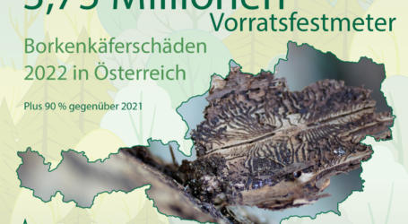 Fichtenwälder im Süden Österreichs leiden