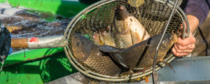 LFI-Webinar -„Mit Fisch & Co. wirtschaften“
