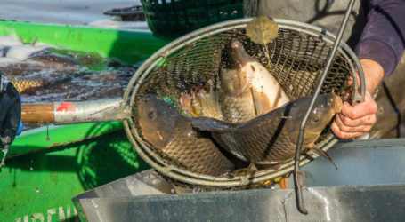 LFI-Webinar -„Mit Fisch & Co. wirtschaften“