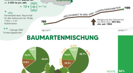 Waldtag im Widerstreit der Energiepolitik