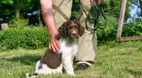 Gefahren durch Zecken bei Tieren erkennen