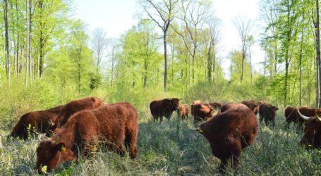 Waldweide: Beißen und Treten erwünscht