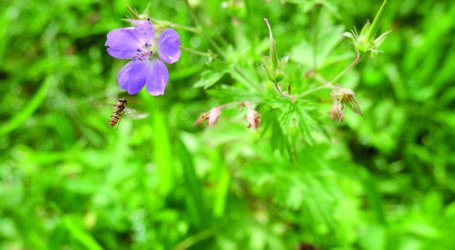 Drei ÖKL-Veranstaltungen zur Vielfalt