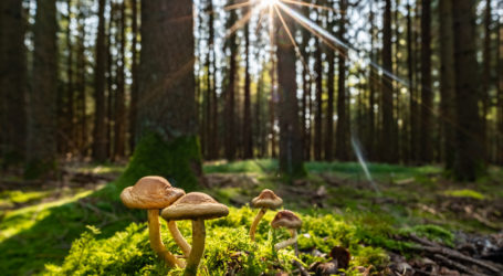 Reduzierte P-Verfügbarkeit im Waldboden